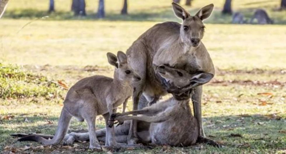 Kangaroos, an Australian icon, are being butchered to feed the pet food industry