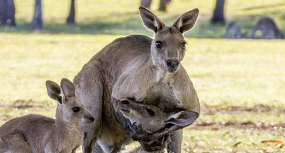 The ‘grieving’ kangaroo going around on Facebook isn’t grieving — he’s … hot