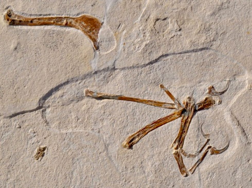 Scientists unearth 'most bird-like' dinosaur ever found