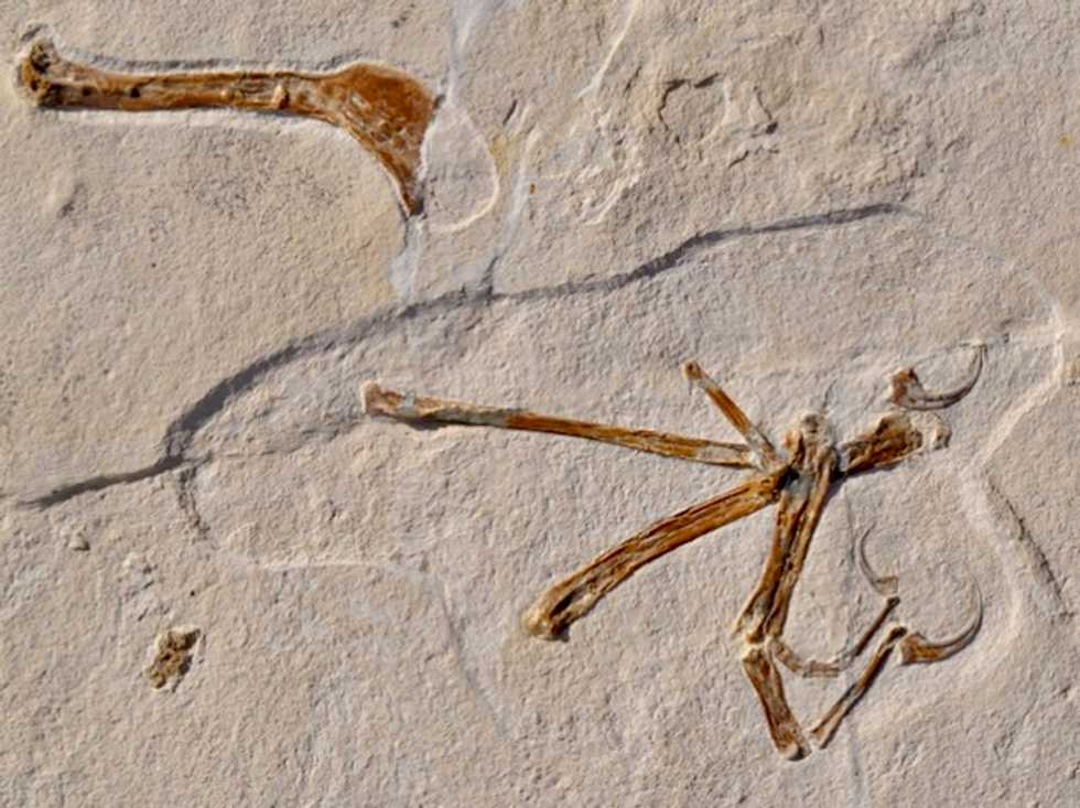Scientists unearth 'most bird-like' dinosaur ever found