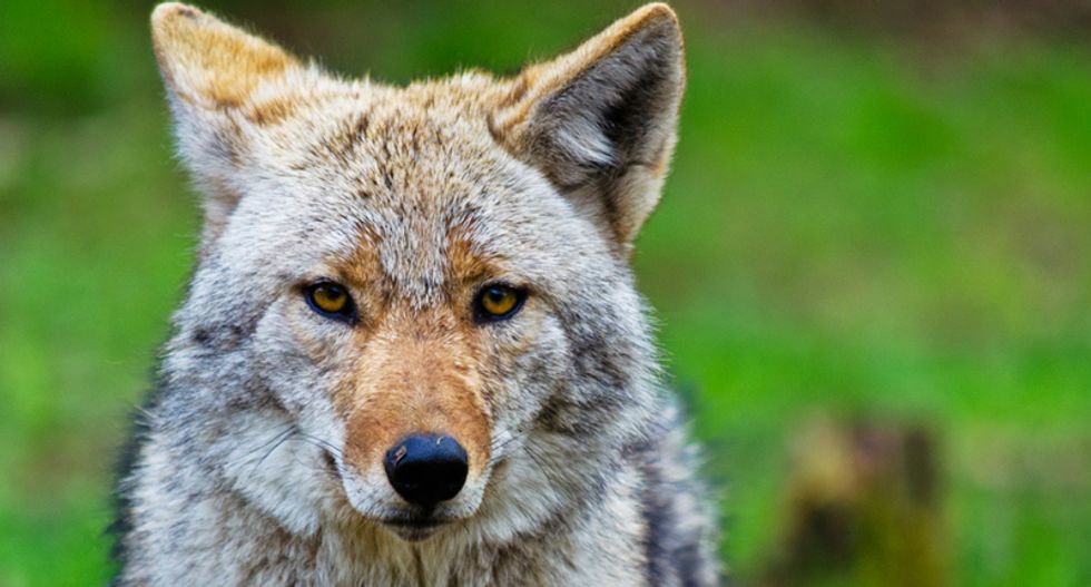 Coyotes tripping on psychedelics could be terrorizing California’s posh Marin county