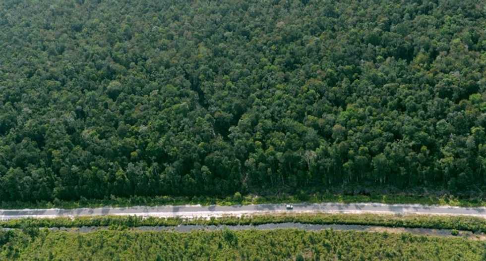 Recovering tropical forests a sponge for CO2: study