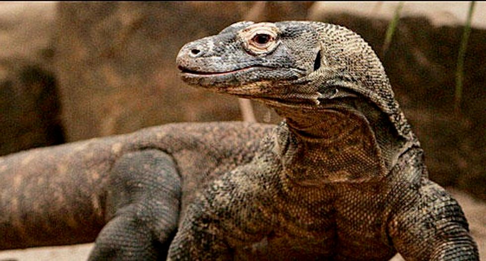 Dragon blood may help wounds heal faster