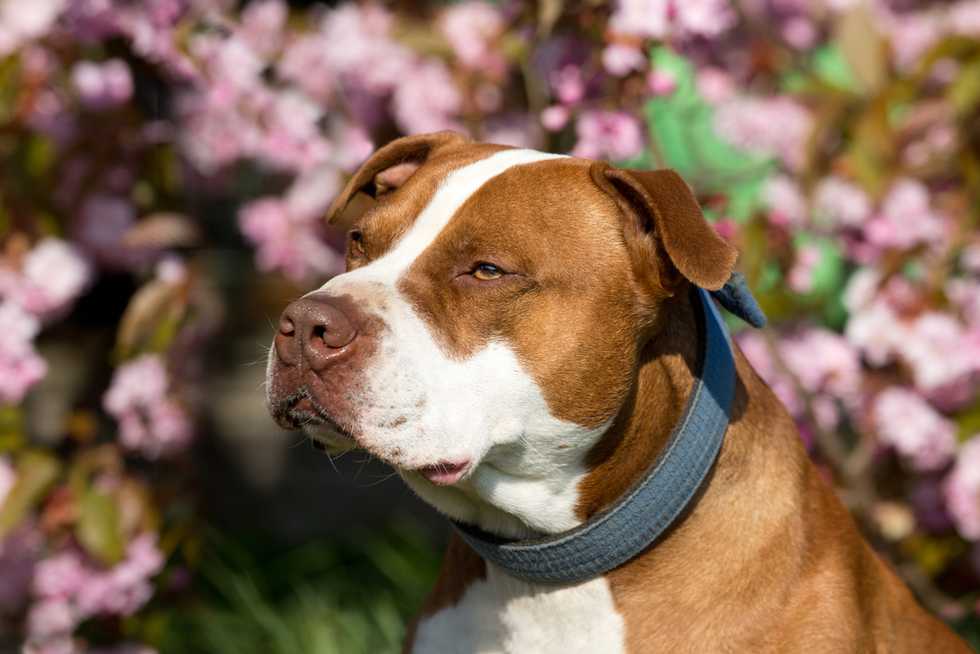 PetSmart adoption day goes horribly wrong -- man may face charges for stabbing pit bull