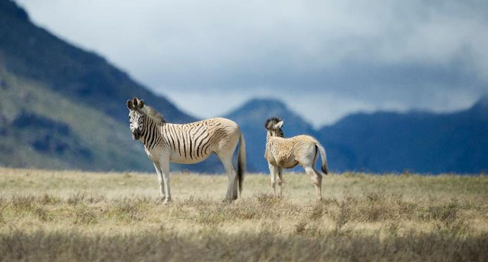 South Africa revives 'extinct' zebra subspecies