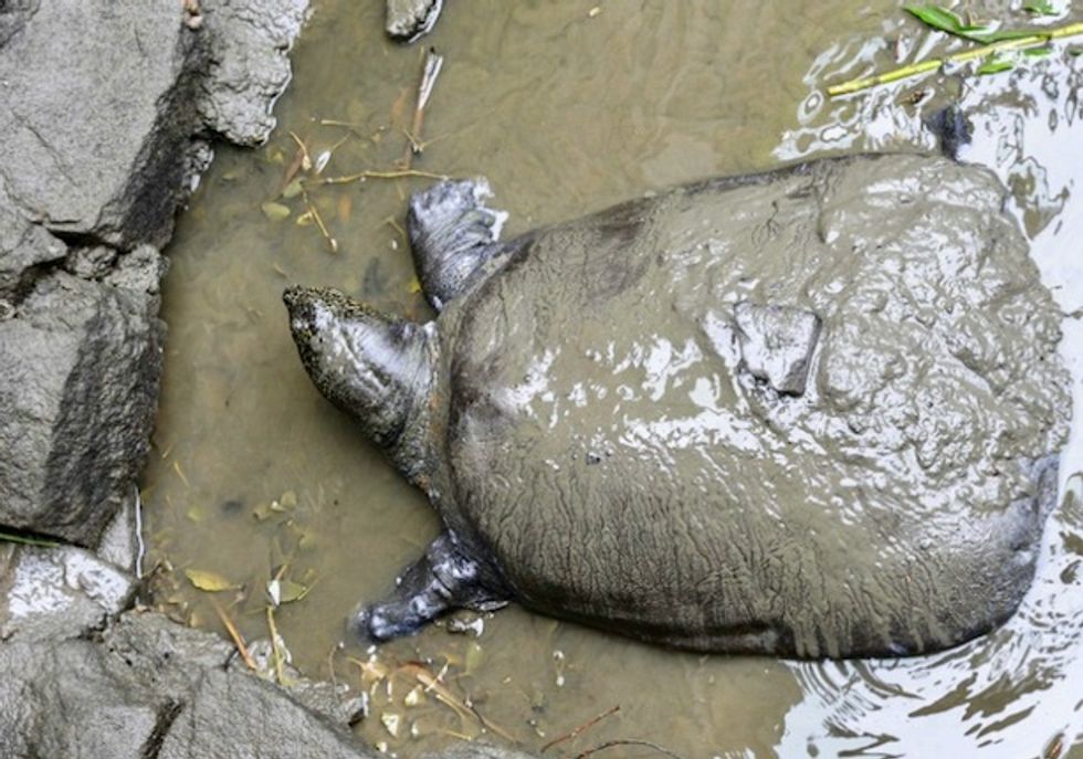 Death in China zoo puts rarest turtle on cusp of oblivion