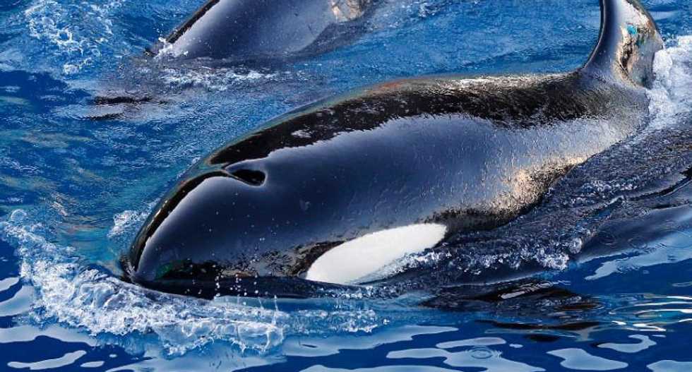 Scientists examine the 'evolutionary paradox' of menopause in mammals like killer whales and humans