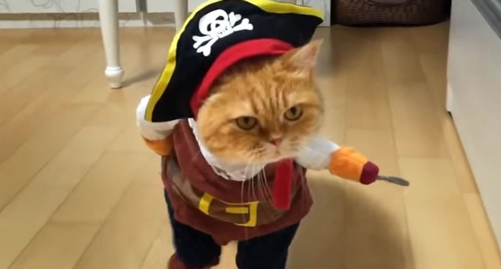 Watch this manic PSA that tries to use cats to shame smokers into quitting