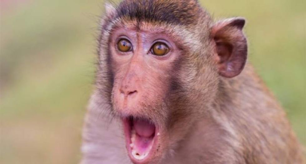 More than 'just a theory': The five most common misunderstandings about evolution