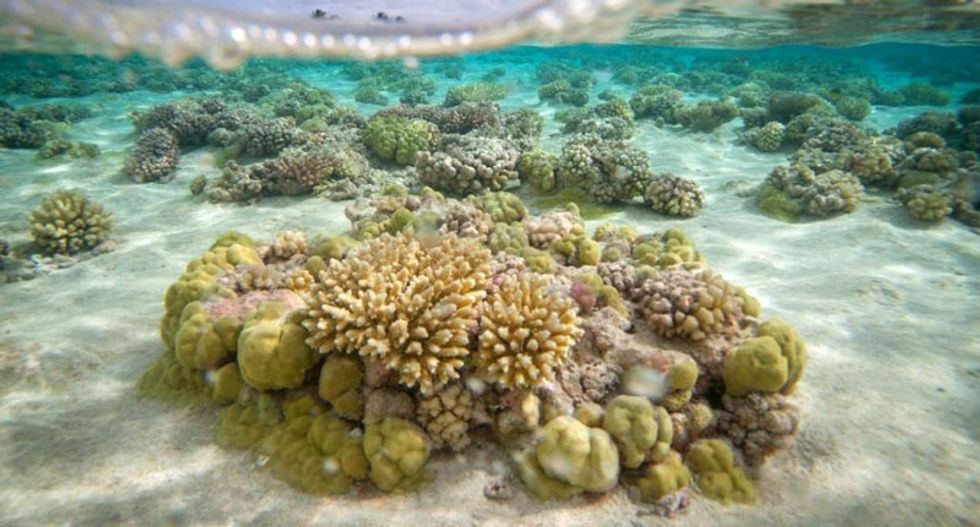 Coral 'will not survive into the next century' because of acidic oceans: study