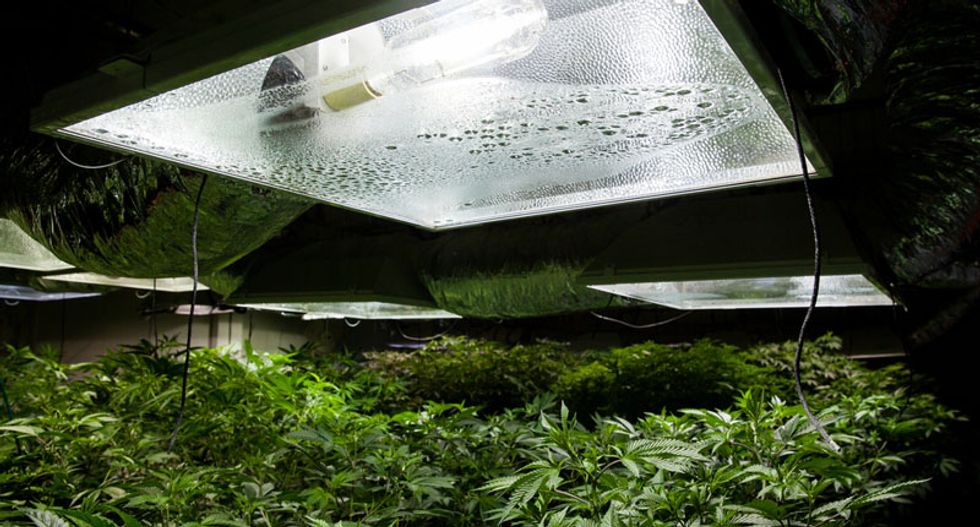 Pot is power hungry: America's $3.5 billion weed industry is an energy hog