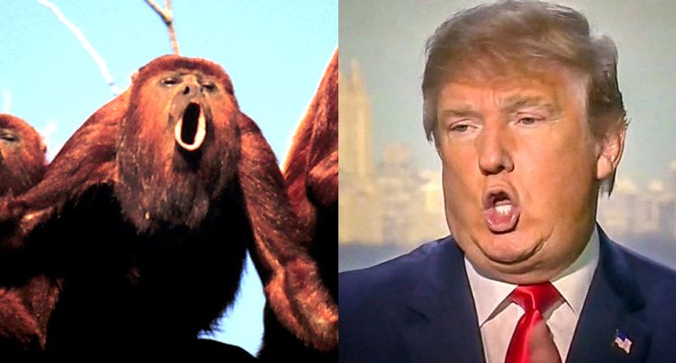 Science explains Trump? Monkeys with smaller ‘sexual weaponry’ compensate with louder howls