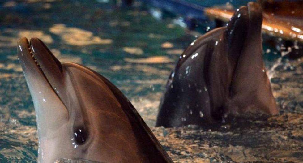 Russian defense officials shopping for five combat dolphins