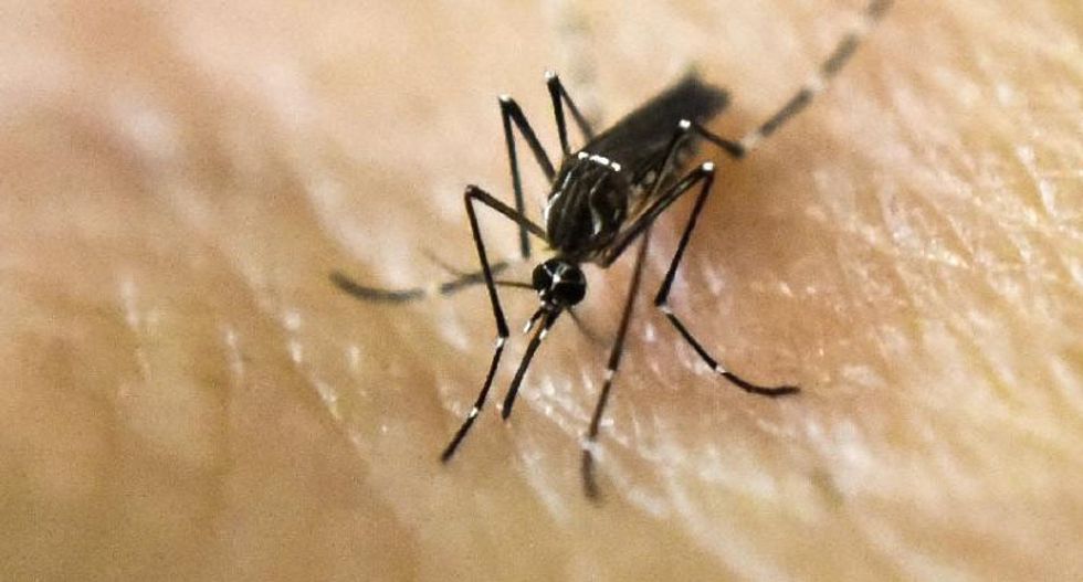 Three ways 'hacking' DNA could annihilate Zika and other mosquito-borne diseases