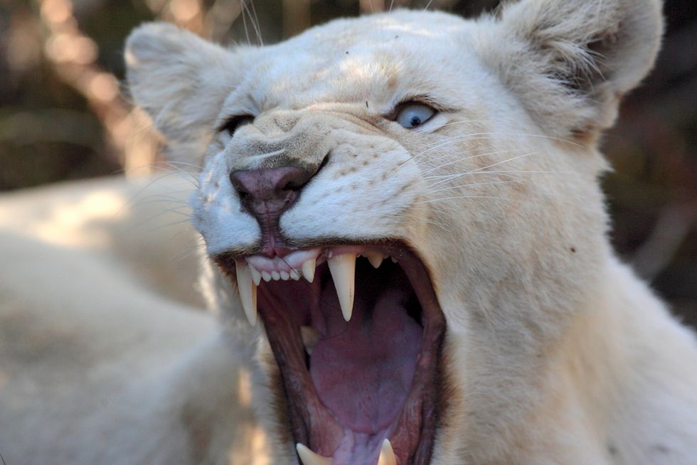Christian 'prophet' loses his buttocks to a hungry lion while trying to prove God would save him