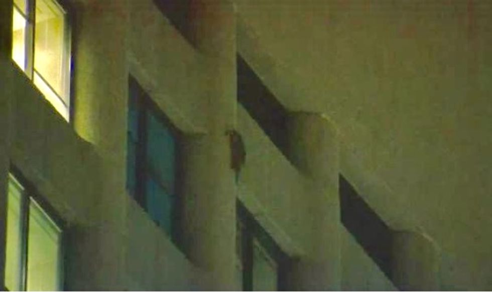 Raccoon reaches top of Minnesota skyscraper, touches hearts