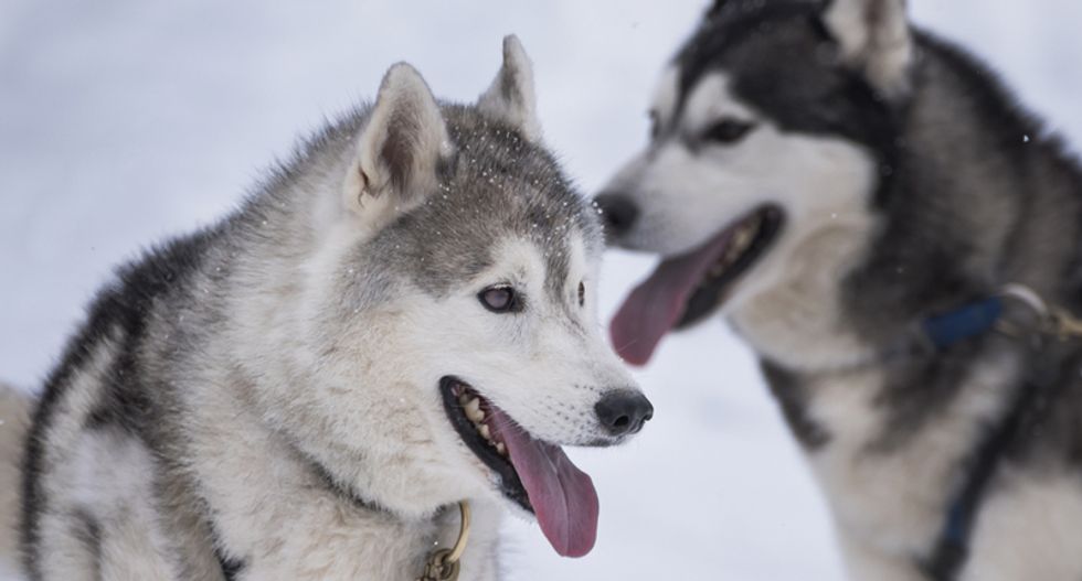 Alaska State Troopers arrest man in connection with assault on Iditarod competitors that left dog dead