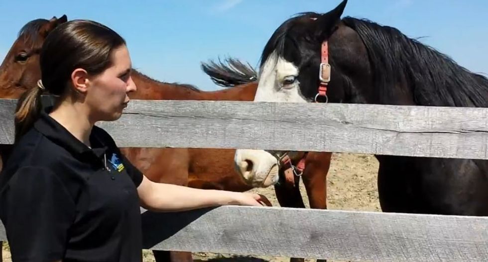 Horses are being born without the ability to swallow -- and fracking could be to blame