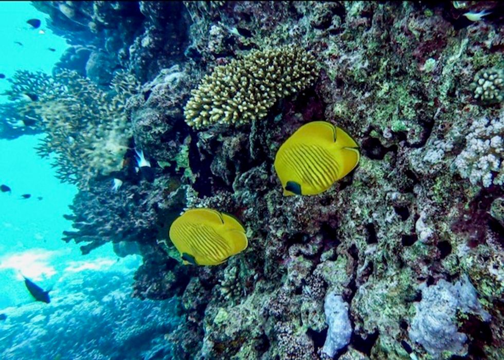Egypt's rebounding tourism threatens Red Sea corals