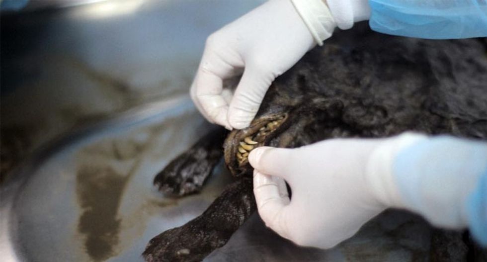 Caveman's best friends? Preserved 12,460-year-old Ice Age puppies awe scientists