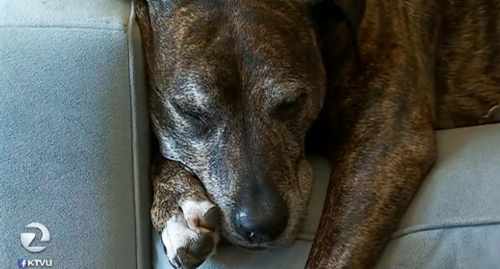 Bank places hold on disabled man's online payment thinking his therapy dog is a terrorist organization