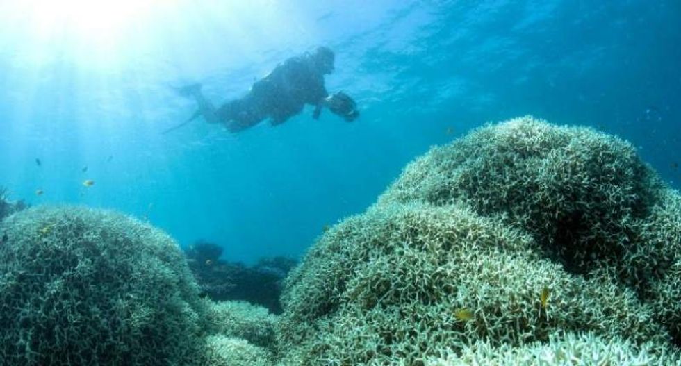 Parts of Great Barrier Reef hit with worst 'bleaching' ever: researchers