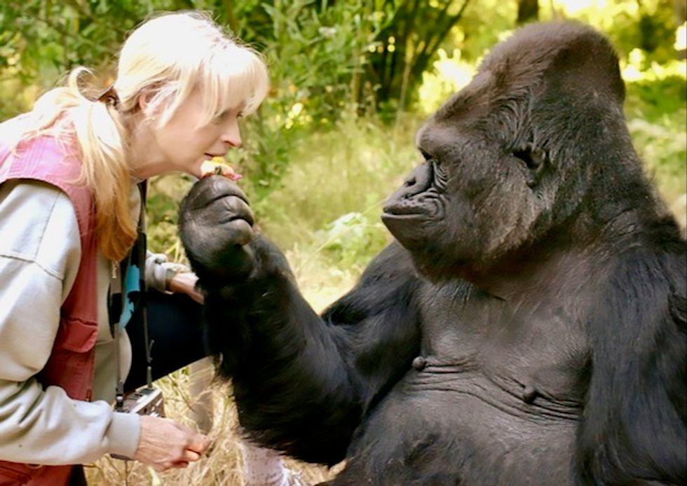 Four rare mountain gorillas 'killed by lightning'