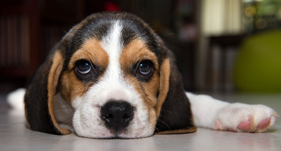 Beagles bred with muscular dystrophy offer 'hope of a human cure'