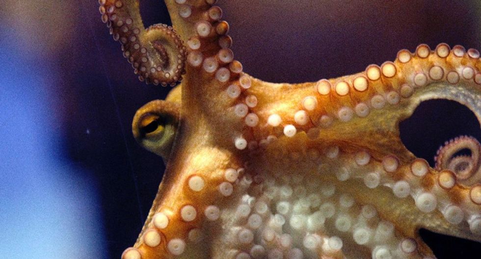 Inky the octopus makes great escape from New Zealand aquarium