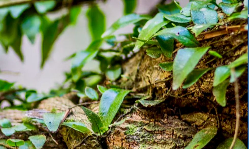 Amazonian psychedelic may ease severe depression, new study shows