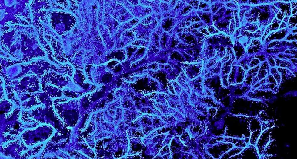 The best medical images of the year: A mesmerising nano-world where science becomes art