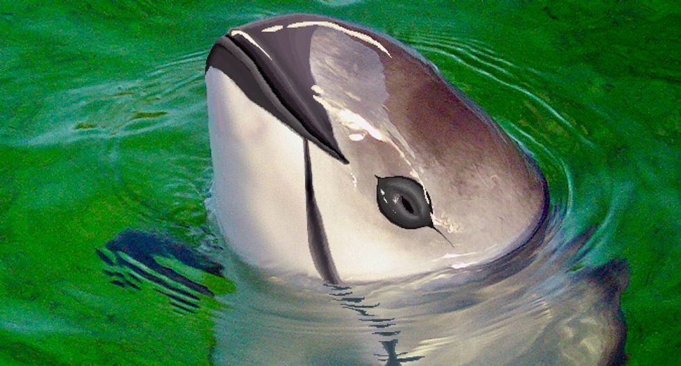 Scientists spot six near-extinct vaquita porpoises