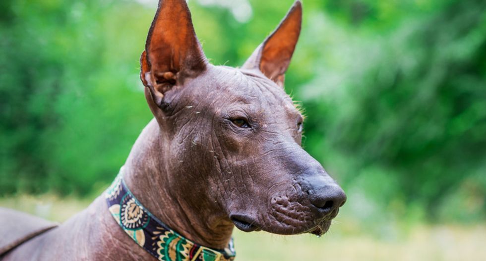 How native American dogs disappeared -- and left a contagious cancer behind