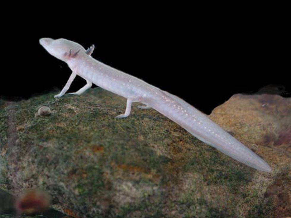 There be dragons? Creatures you might find on a real journey to the center of the Earth