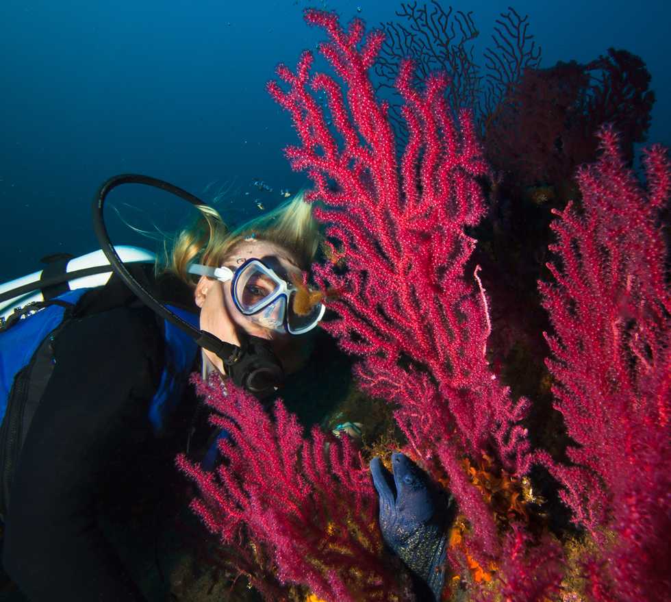 Massive coral reef larger than Delaware found at the mouth of the Amazon River