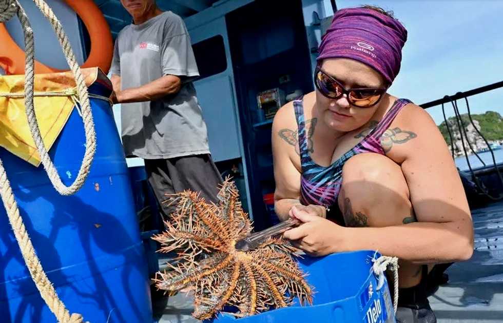 Scientists find chink in coral-eating starfish armor