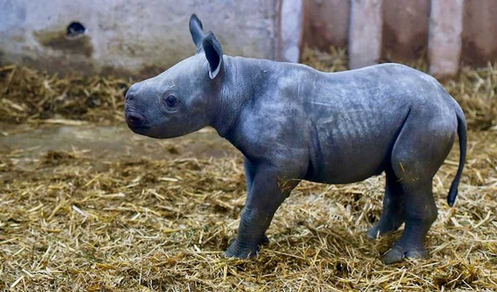 Critically endangered black rhino born in French zoo