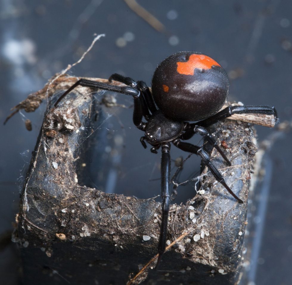 Deeply unlucky man gets bitten on penis by venomous spider