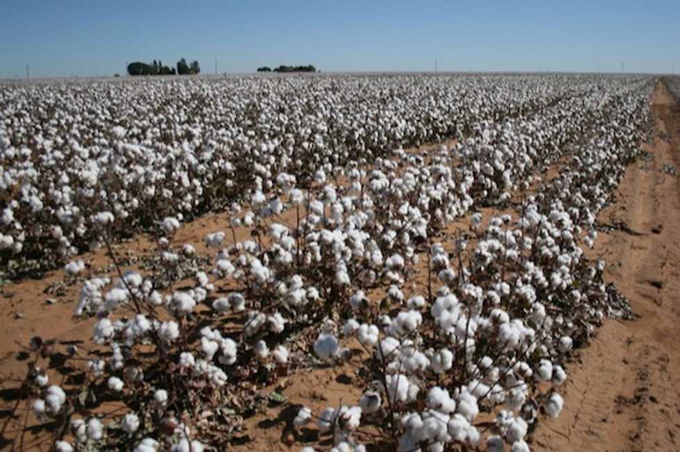 "No question, it's going to hurt": Trump trade war with China worries Texas agriculture
