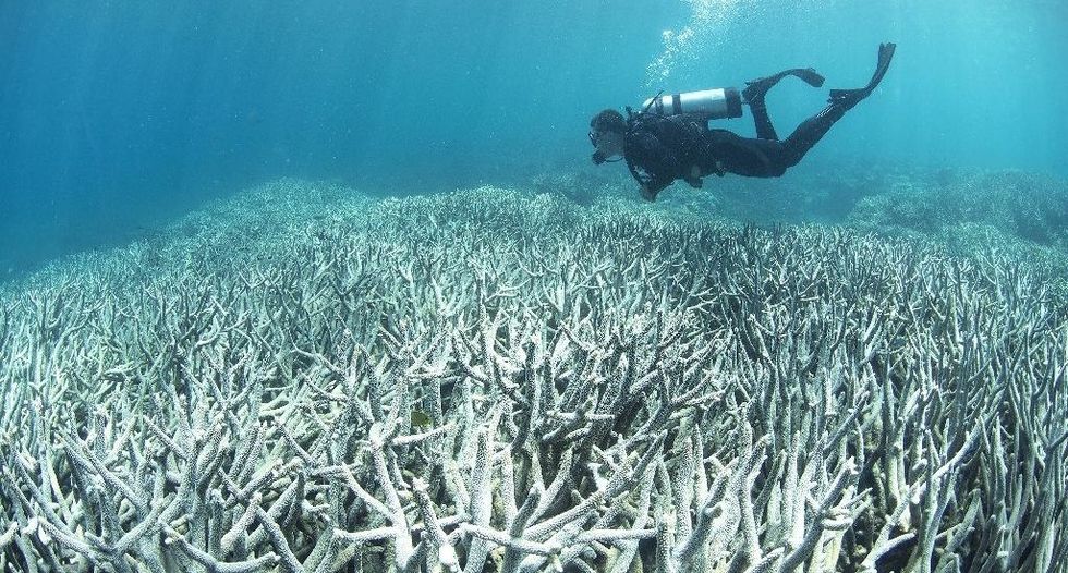 Great Barrier Reef suffers mass coral bleaching event