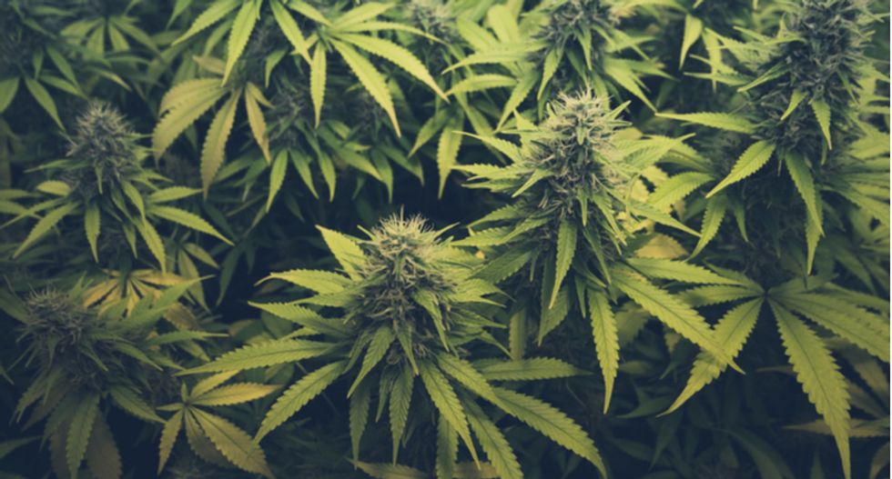 Illinois governor pardons 11,000 people convicted for non-violent pot offenses on eve of his state legalizing the drug