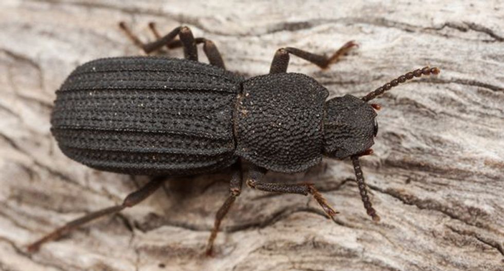 Los Angeles has enjoyed the same amazing climate for 50,000 years -- according to beetles
