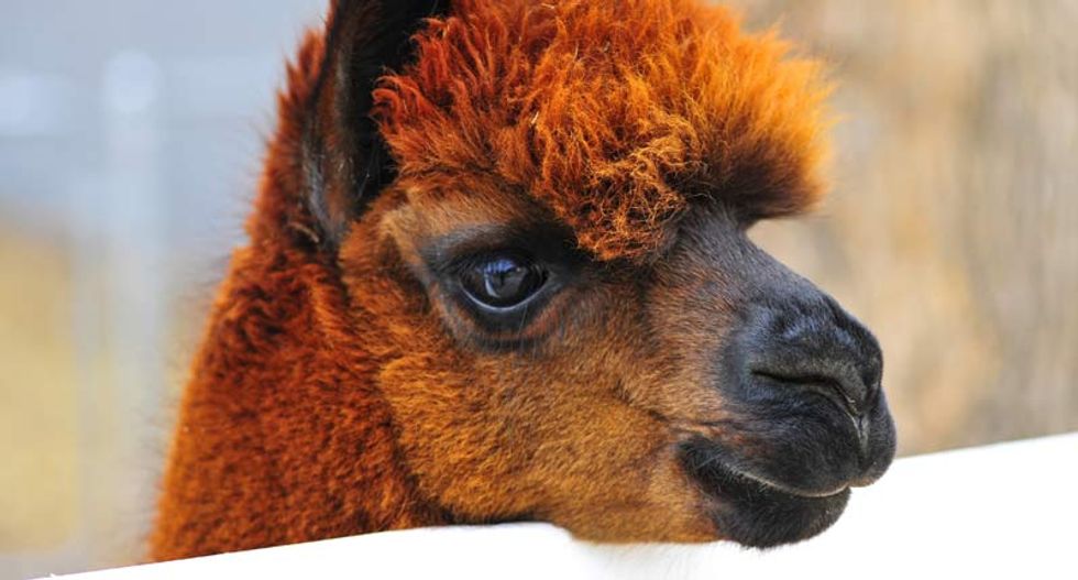 Nearly 150 alpacas starve to death after paid caretaker makes them 'compete' for food
