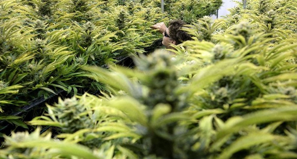 Marijuana farmer's dreams go up in smoke during California wildfires