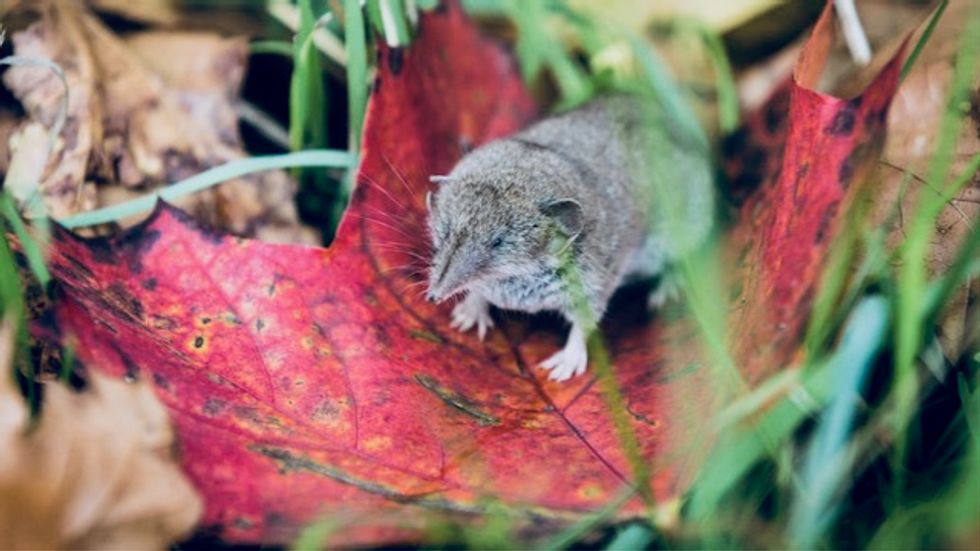 Eight deaths in Germany blamed on shrew-borne disease