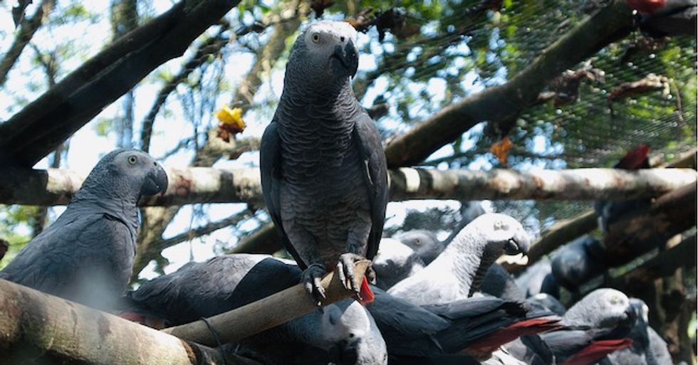 Selfless African grey parrots get by with a little help from friends