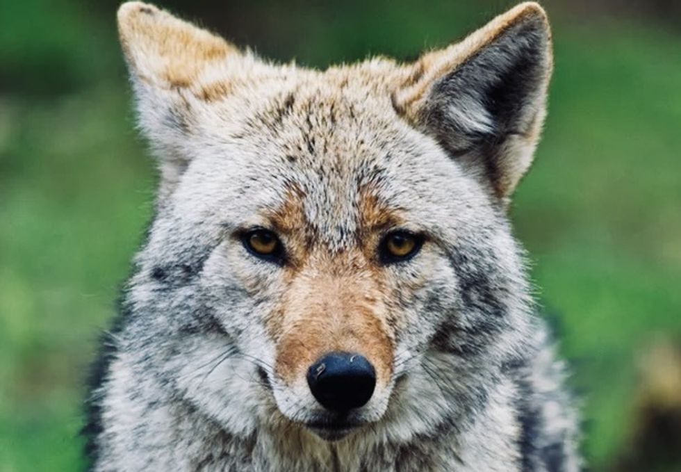 Coyotes attack man and boy in Chicago
