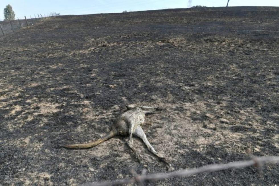 Firefighters say Australia's largest 'megablaze' is finally under control -- now it's onto the next fires
