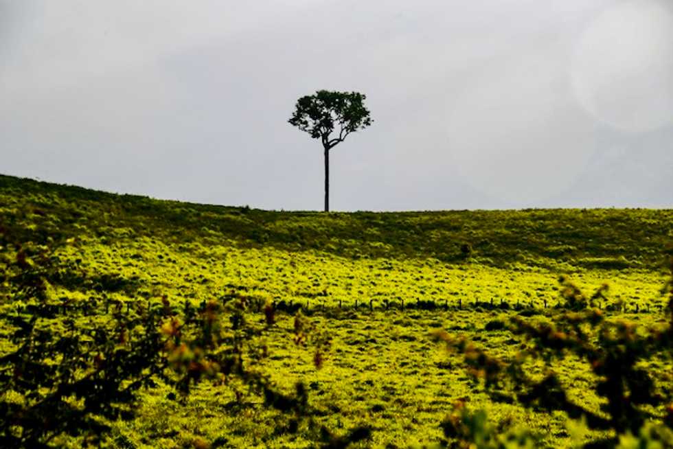 Amazon could be next virus hot zone: scientist