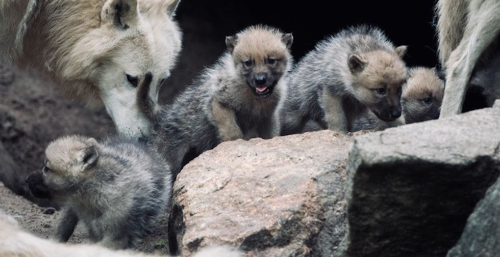'Reckless, violent, massacre' of 570 wolves and wolf pups in Idaho bolsters alarm over Trump attack on species protections